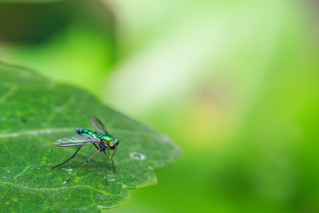 Green Long Legged Fly on green leafの写真素材