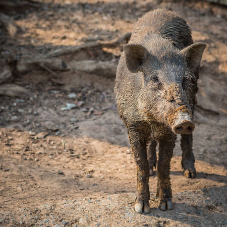 Young muddy wild pig ( boar ) in safariの写真素材
