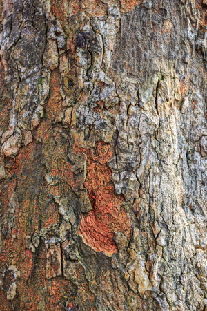 Grunge texture of old wooden