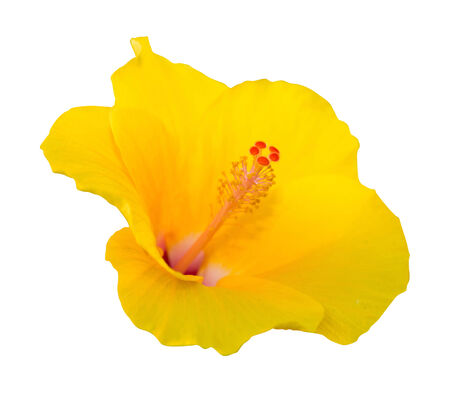 Yellow hibiscus flower on isolated white background with clipping pathの写真素材