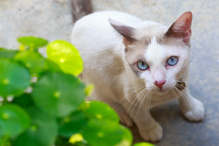 White cat with green plant in gardenの写真素材