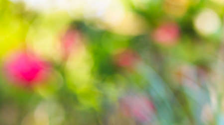 blur background of green bokeh, flower, natureの写真素材