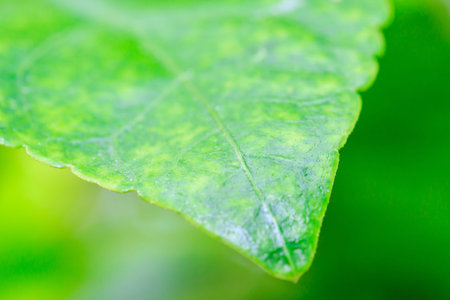 closeup of green leaf background