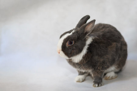 Gray rabbit on white fabric background