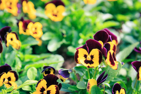 blue pansy viola flower in gardenの写真素材