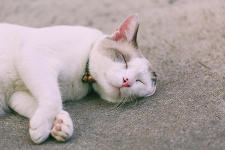 Cat sleeping on cement floorの写真素材