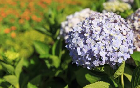 Hydrangea flowers in the meadowの写真素材