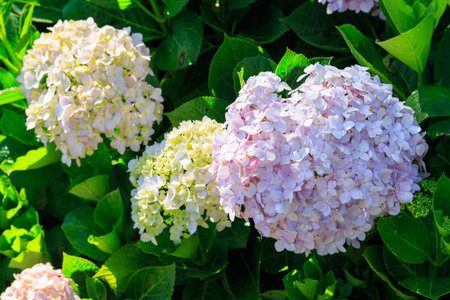 Hydrangea flowers in the meadow