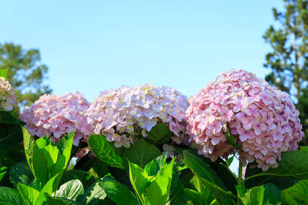 Hydrangea flowers in the meadowの写真素材