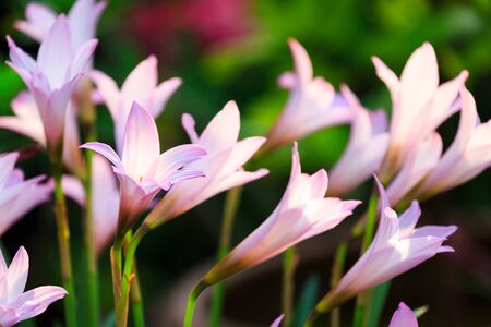 Rain Lily flowers Fairy Lily zephyranthes spp blooming in gardenの写真素材
