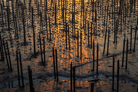 Shellfish farm in the sea with sunrise Samchong Tai bay Phang nga Thailandの写真素材