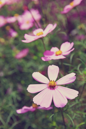 Pink cosmos flowers in garden