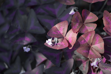 Flower Oxalis triangularis Purple shamrock Indian parkの写真素材