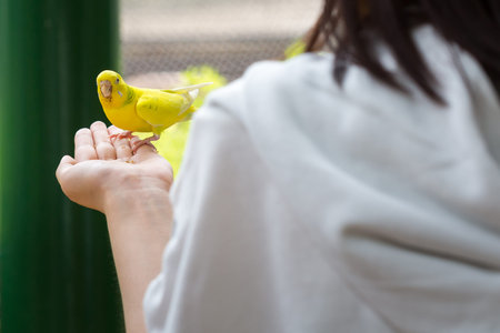 Yellow parrot sitting on human hand
