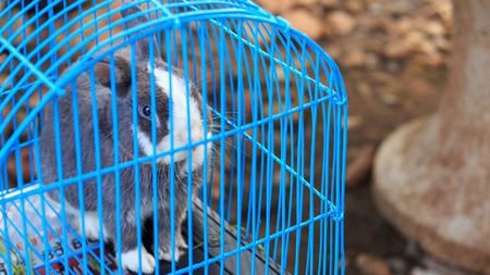 Gray rabbit in blue cageの写真素材