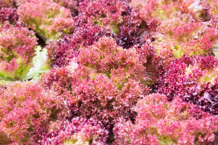 Lettuce, Red coral, Lactuca sativa vegetable in garden