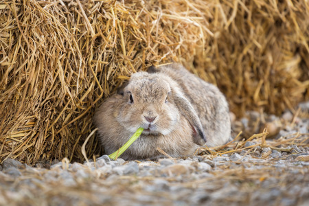 Cute Holland Lop or French Lop rabbit eating vegetable in farmの写真素材