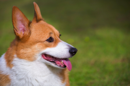Closeup face of Welsh Corgi Pembroke dog on grass field in gardenの写真素材