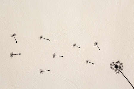 Painting of dandelion flower pattern on white cement wall backgroundの写真素材