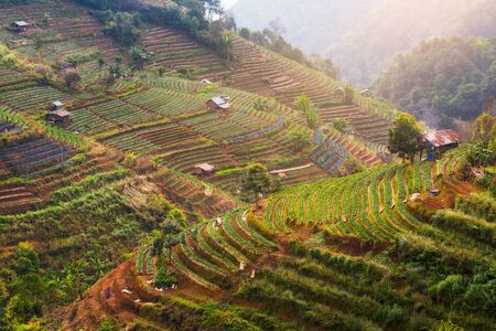 Tea plantation in the Doi Ang Khang, Chiang Mai, Thailandの写真素材