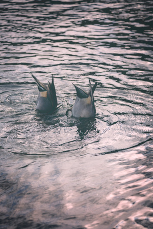 Two ass of ducks upside down diving in a lake togetherの写真素材