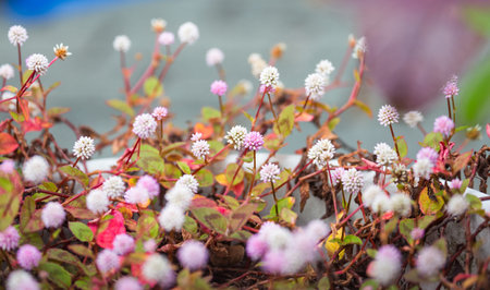Closeup pink Flowers in a pot