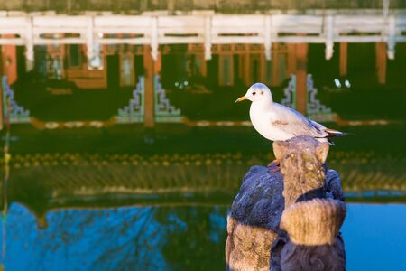 Seagull standing on a wooden post in pond with Yuantong temple background, Kunming, Yunnan, Chinaの写真素材