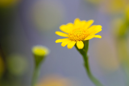Yellow Zinnia flower in gardenの写真素材
