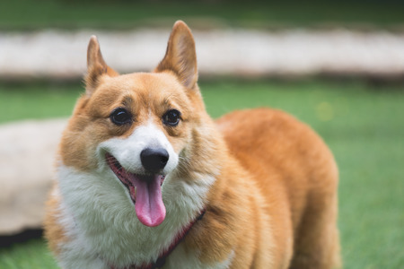 Welsh Corgi Pembroke dog on grass field in gardenの写真素材