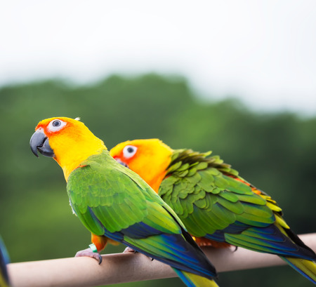 Sun Conure parrot or Yellow parrot hanging on branchの写真素材