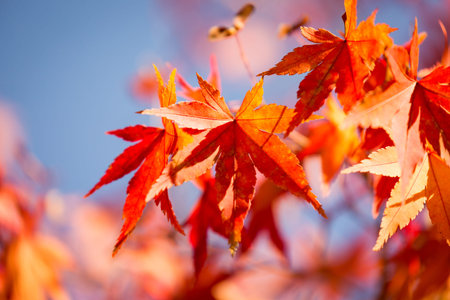 Closeup autumn maple tree leaves with blue sky background