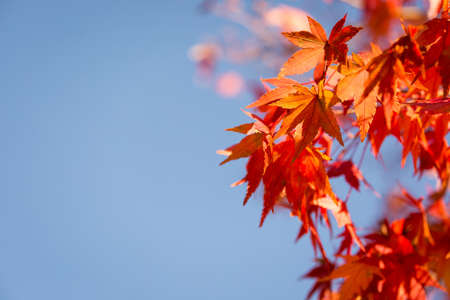 Closeup autumn maple tree leaves with blue sky backgroundの写真素材