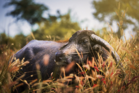 Thai buffalo on grass field in morning, Thailandの写真素材