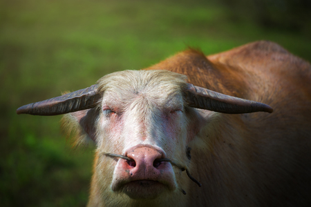 Closeup of white Thai buffalo in morning, Thailandの写真素材