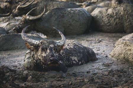 Group of Thai buffalo relax in mud pond at evening, Nakhon Si Thammarat, Thailandの写真素材