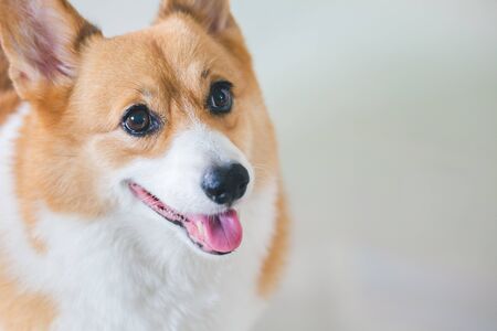 Closeup dog face of Welsh Corgi Pembroke on white backgroundの写真素材
