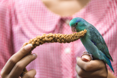 Exotic pet, cute Forpus parrot bird on woman hand with millet spray feed, Forpus parrot is new famous tiny bird pet in Thailandの写真素材