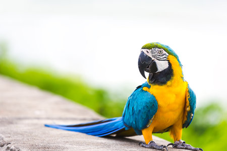 Happy blue gold macaw parrot bird on nature and white sky backgroundの写真素材