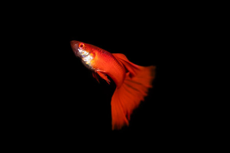 Albino full red juvenile male guppy fish on isolated black backgroundの写真素材