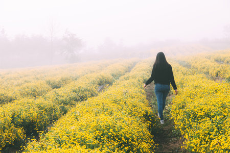 Winter travel relax vacation concept, Young happy traveler asian woman with sweater walking on yellow Chrysanthemum flower field with fog in garden at Chiang Mai, Thailandの写真素材