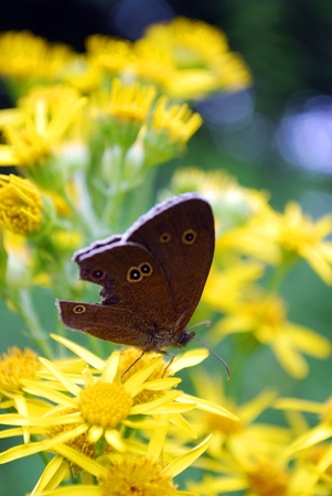 macro shot of butterfly on flowersの写真素材