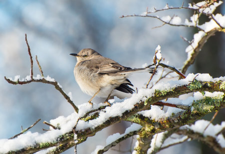 Mockingbird on an early morning snowy branchの写真素材