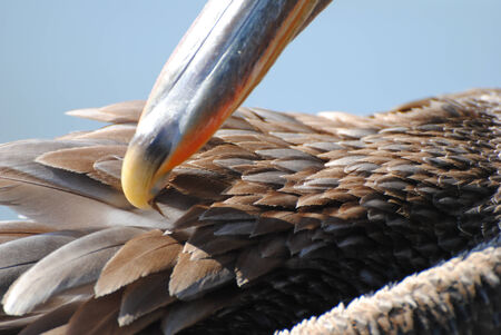 Brown pelican beak and feathers close upの写真素材