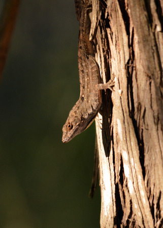 Brown Cuban anole clinging to a tree trunkの写真素材