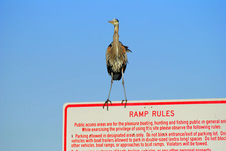 Great blue heron perched on sign dictating the rulesの写真素材