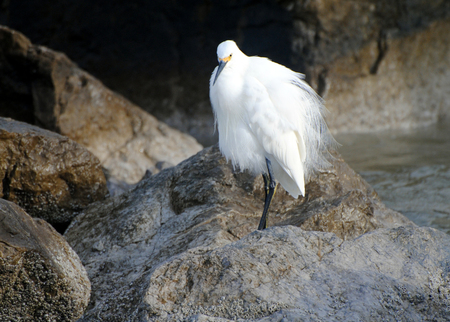 Snowy egret with fluffed up feathers on a rockの写真素材