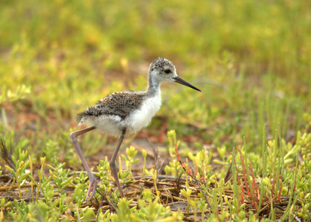 Black necked stilt chick foraging in a salt marshの写真素材