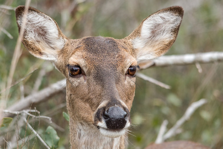 Female deer posing for a portrait in front of brushの写真素材