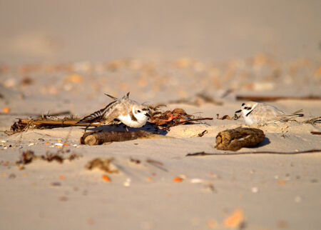 Snowy Plover pair resting together on the beachの写真素材