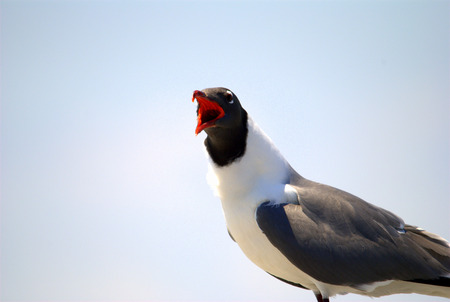 Laughing gull giving a territorial call against a bright skyの写真素材